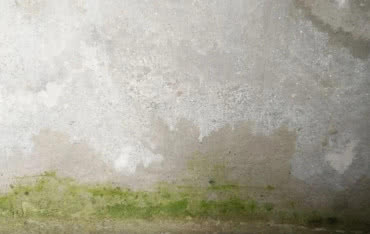 Glony na elewacji? Jak się ich pozbyć i zabezpieczyć dom?