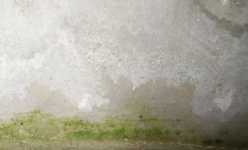 Glony na elewacji? Jak się ich pozbyć i zabezpieczyć dom?