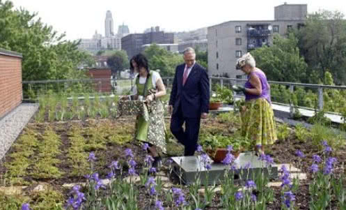 Dachy zielone w Kanadzie