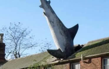 Ćwierćwiecze rekina na dachu