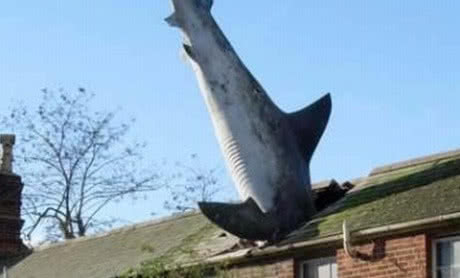 Ćwierćwiecze rekina na dachu