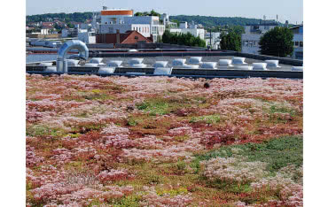 Jak wykonać zazielenienie dachu ekstensywnego?