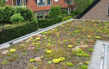 Systemy lekkich zielonych dachów ekstensywnych