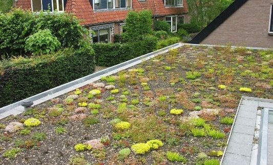 Systemy lekkich zielonych dachów ekstensywnych