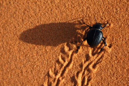 Inspiracją dla stworzenia StoColor Dryonic stał się Onymacris unguicularis – chrząszcz pochodzący z pustyni Namib