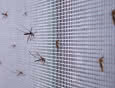 Jak skutecznie chronić dom przed owadami? Poznaj moskitiery INSECT SCREEN