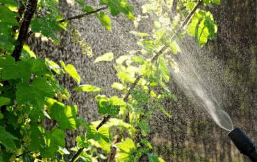 Opryski owadobójcze na szkodniki