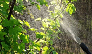 Opryski owadobójcze na szkodniki