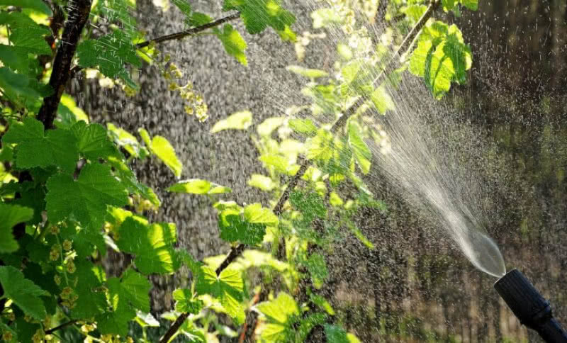 Opryski owadobójcze na szkodniki