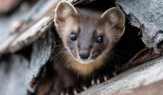Jak zabezpieczyć dach przed kuną? Sprawdzone materiały i rozwiązania