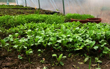 Ogrzewanie gruntu pod sadzonki – prosty sposób na wczesne warzywa!