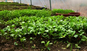 Ogrzewanie gruntu pod sadzonki – prosty sposób na wczesne warzywa!