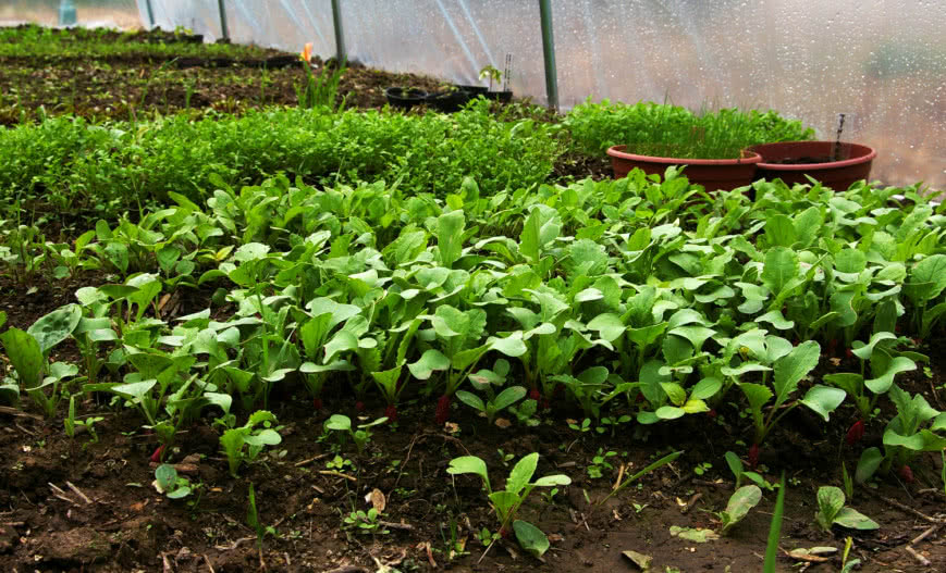 Ogrzewanie gruntu pod sadzonki – prosty sposób na wczesne warzywa!