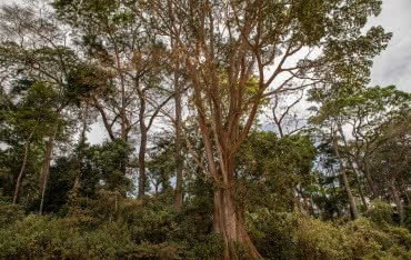 VELUX i WWF wspólnie chronią lasy w Ugandzie