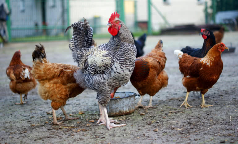 Jak ogrodzić wybieg dla kur, żeby lis nie miał szans? Sprawdzone rozwiązania