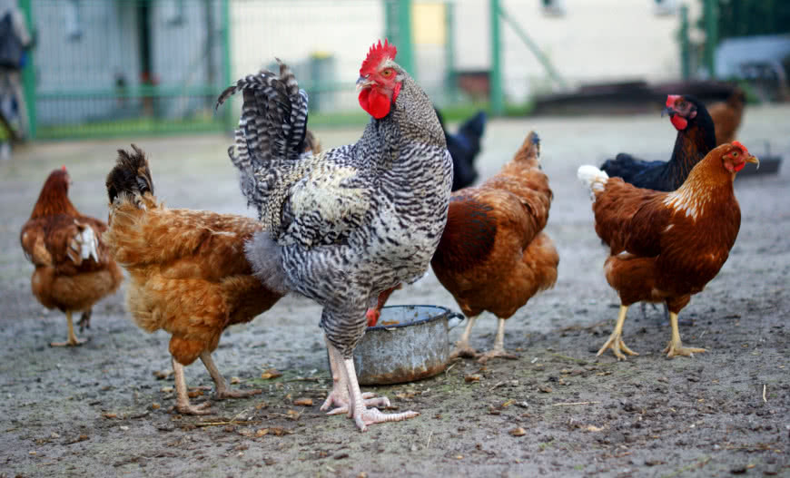 Jak ogrodzić wybieg dla kur, żeby lis nie miał szans? Sprawdzone rozwiązania