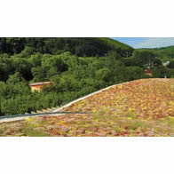 Dachy zielone Bauder