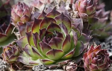 Jak dobrać rośliny na dach zielony? Poradnik TECHNONICOL