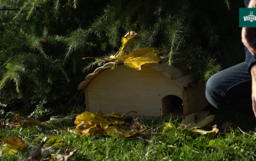 Budowa drewnianego domu dla zwierząt krok po kroku