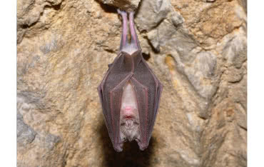 Kamery Bosch MIC chronią skarby światowego dziedzictwa UNESCO na wyspie Borneo