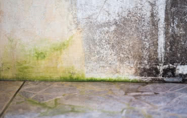 Jak pozbyć się grzybów i glonów z elewacji budynku?