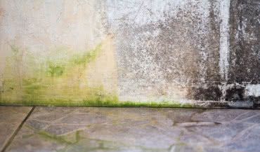 Jak pozbyć się grzybów i glonów z elewacji budynku?