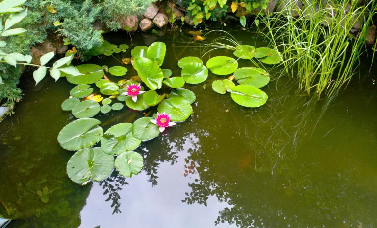 Folia PVC czy EPDM? Wybieramy najlepszą izolację dla oczka wodnego i basenu