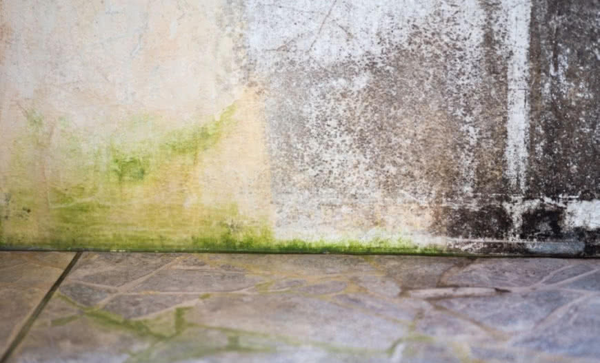 Jak pozbyć się grzybów i glonów z elewacji budynku?