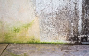 Glony na elewacji - przyczyny, usuwanie, zapobieganie