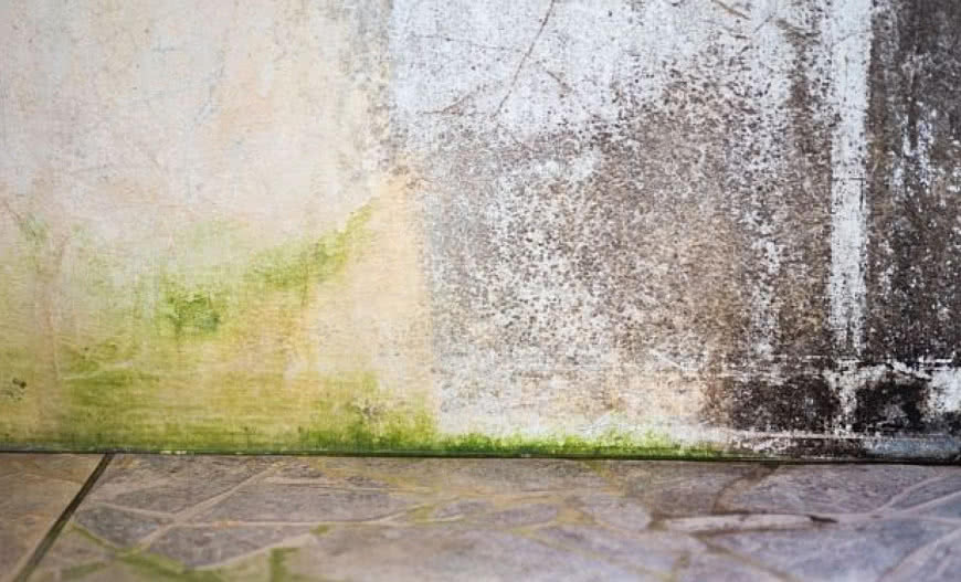 Glony na elewacji - przyczyny, usuwanie, zapobieganie