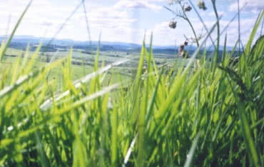 Dalkia wprowadza kotły na biomasę