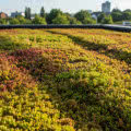 Dach zielony krok po kroku: intensywny czy ekstensywny? Wyjaśniamy różnice