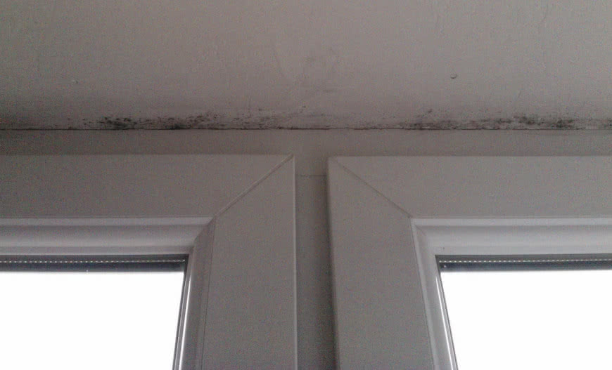 Gdy w domu pojawi się pleśń