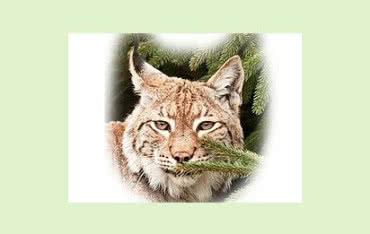 Termomodernizacja budynków jednorodzinnych z programem RYŚ