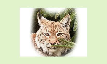 Termomodernizacja budynków jednorodzinnych z programem RYŚ