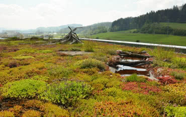 Roślinność na dachu zielonym