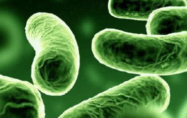 Woda skażona bakteriami legionelli po raz kolejny na Śląsku