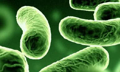 Woda skażona bakteriami legionelli po raz kolejny na Śląsku