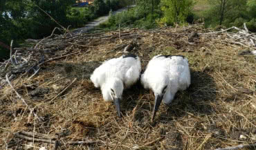 ATLAS wspiera łaskie bociany i nadaje im sportowe imiona