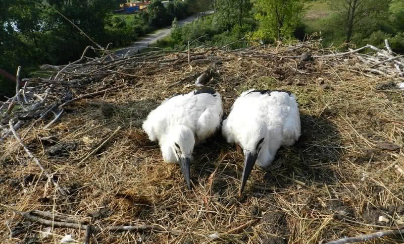 ATLAS wspiera łaskie bociany i nadaje im sportowe imiona