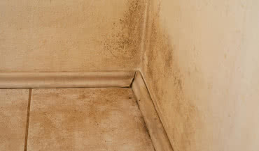 Pleśń w mieszkaniu - jak jej zapobiegać i z nią walczyć?