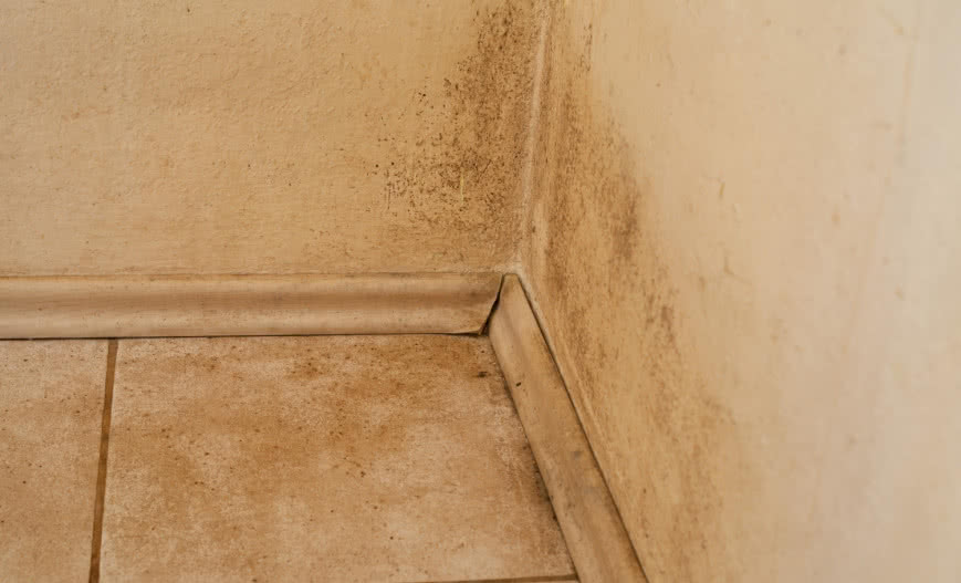 Pleśń w mieszkaniu - jak jej zapobiegać i z nią walczyć?