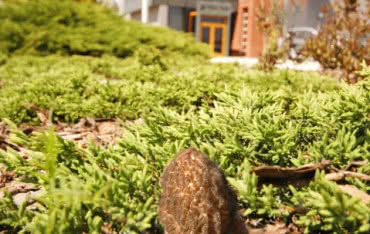 Proekologiczna postawa firmy INVADO