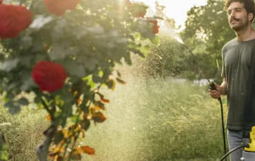 Jak pielęgnować róże w ogrodzie? Sadzenie, uprawa i przycinanie róż