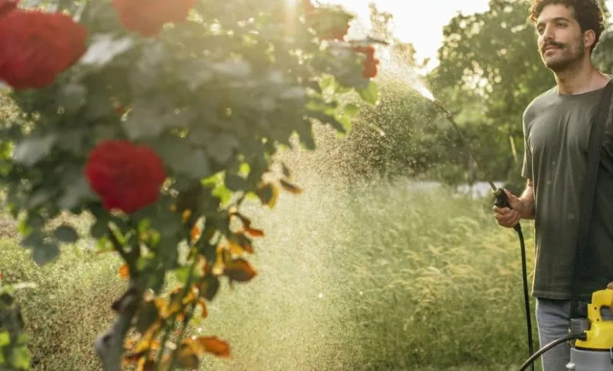 Jak pielęgnować róże w ogrodzie? Sadzenie, uprawa i przycinanie róż