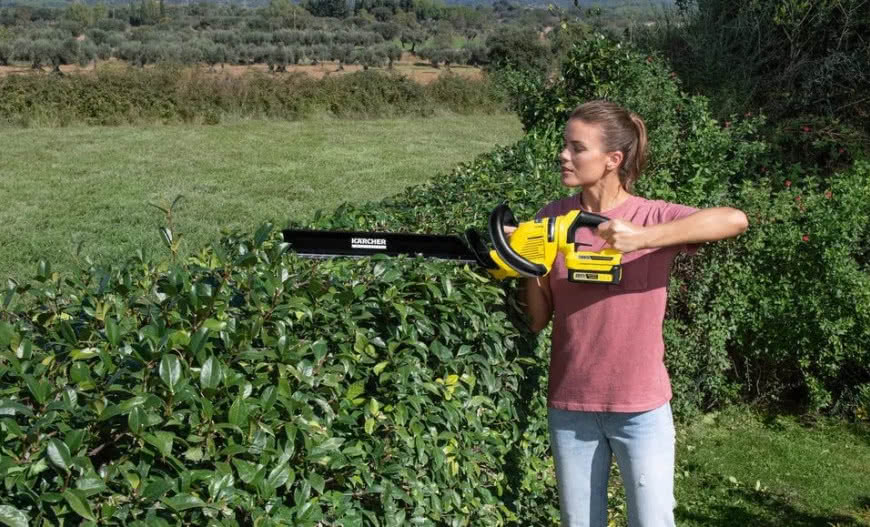 Cięcie bukszpanu. Kiedy jak i czym przycinać bukszpan?