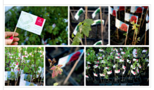 Tysiąc drzew na urodziny REJS