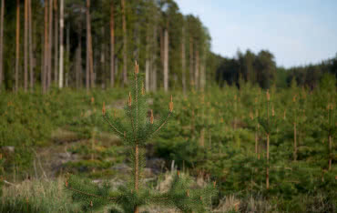 Wsparcie ARiMR dla osób sadzących drzewa i krzewy 