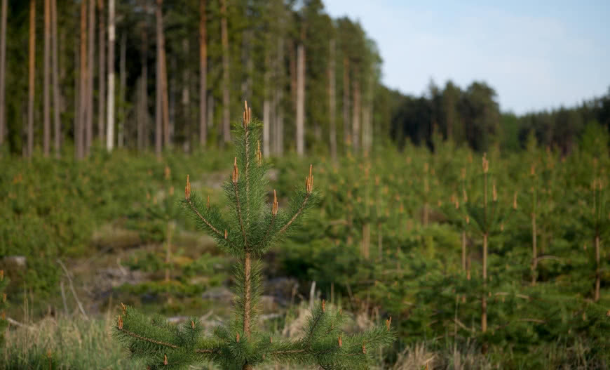 Wsparcie ARiMR dla osób sadzących drzewa i krzewy 
