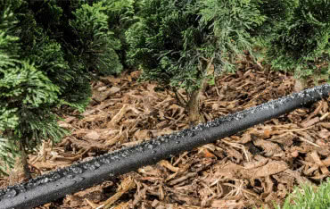 Podlewanie tui - jak prawidłowo podlewać tuje, jak często?